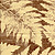 Ferns